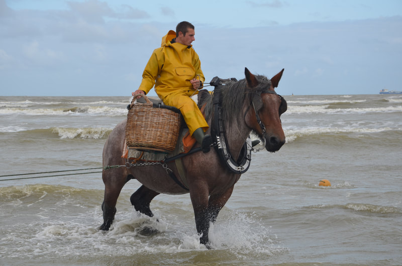 Oostduinkerke. Belgium. Shrimp fishing on horseback.  