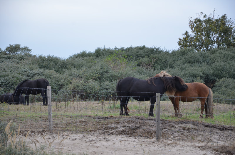 Shetland ponies at Zwin National Park, in Knokke Heist. Belgium. 